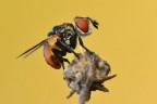 Ectophasia Crassipennis Ectophasia Crassipennis