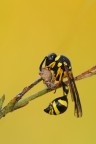 Eumenes Sp. Eumenes Sp.