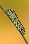 Papilio Machaon