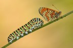 Papilio Machaon Con Melitea Didyma Papilio Machaon Con Melitea Didyma