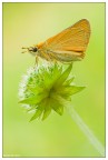 Hesperiidae Hesperiidae
