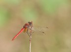 Libellula Libellula