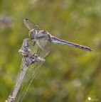 Striolatum con flash