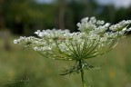 fiore fiore