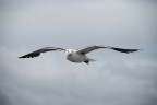 Volando sul fiordo di Oslo Volando sul fiordo di Oslo