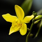 orchidea orchidea