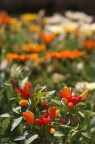 Scattata per giocare con lo sfuocato (Canon 1000D e  Zenitar 1.9/50, f/4). Commenti benvenuti (autocommento: un po' pi� di profondit� di campo non sarebbe stata male per i peperoncini posteriori...)