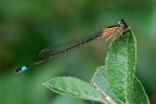 Ischnura elegans Ischnura elegans