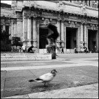 Kiev60 + 50mm Flektogon + TMAX400