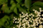 Bianco distacco Bianco distacco