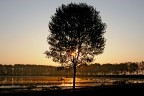alba alba