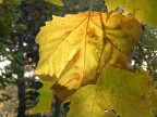 venature d'autunno venature d'autunno