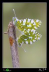 Accoppiamento Euchloe ausonia Accoppiamento Euchloe ausonia