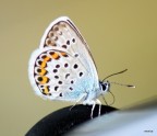 Farfalla stanca Farfalla stanca