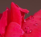 Rosa Rosa