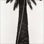 palma palma