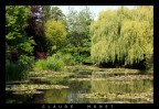 Ninfee- Monet Ninfee- Monet