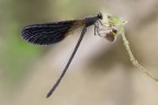 Damigella "nerina" Damigella "nerina"