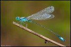 Ischnura elegans (maschio) Ischnura elegans (maschio)
