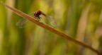 libellula1 libellula1