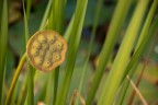 fiore fiore