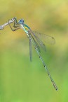 lestes viridis