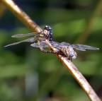 ... cos� fan tutte ..