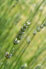 Lavanda Lavanda