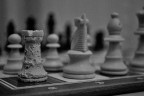 my dogs plays chess! my dogs plays chess!