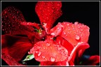 fiore e gocce fiore e gocce