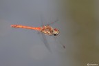 In volo In volo