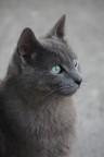Profilo di gatto Profilo di gatto