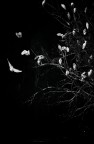 Herons-tree Herons-tree