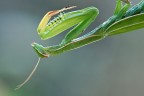 Sorpresa mattutina Sorpresa mattutina