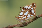Issoria Layhonia Issoria Layhonia