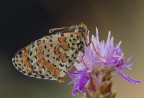 Melitea bagnata farfalla fotunata