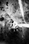 Arachnophobia Arachnophobia