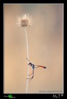 ...Ammophila heideni  I ...