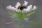 Mylabris variabilis II