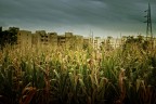 IL GRANO (turco) DI MILANO IL GRANO (turco) DI MILANO