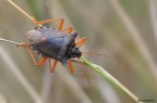 Pentatoma rufipes Pentatoma rufipes