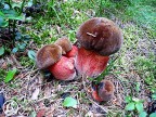 erythropus erythropus