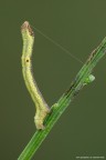 Biston Betularia Biston Betularia