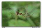 Linyphia triangularis Linyphia triangularis