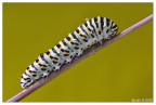 Papilion machaon (bruco) Papilion machaon (bruco)