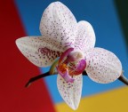 colori colori