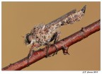 Asilide Asilide