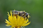 Hexapoda Hymenoptera Apidae Dasypoda. Hexapoda Hymenoptera Apidae Dasypoda.