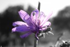 fiore fiore