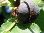bombo su fico nero bombo su fico nero